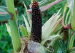 Japonica striped maize corn Seeds - Caribbean garden seed