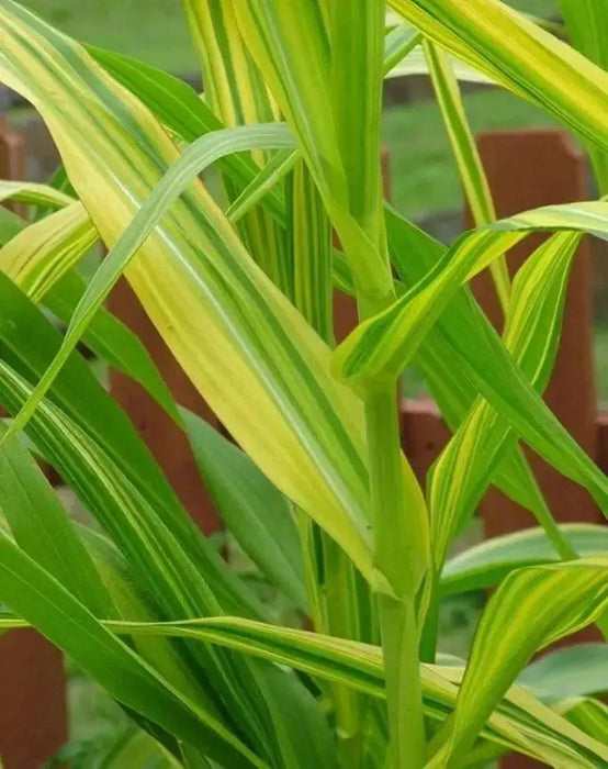 Japonica striped maize corn Seeds - Caribbean garden seed