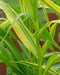 Japonica striped maize corn Seeds - Caribbean garden seed