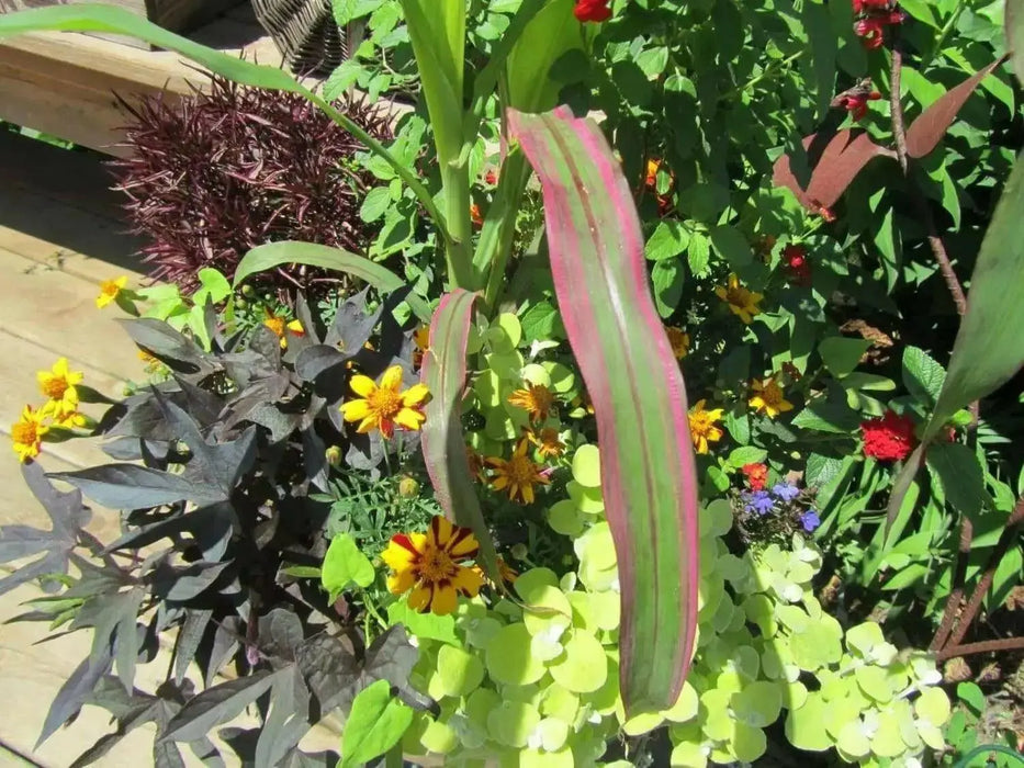 Japonica striped maize corn Seeds - Caribbean garden seed