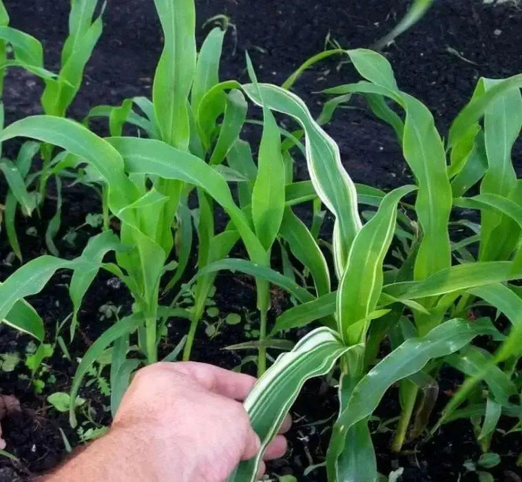 Japonica striped maize corn Seeds - Caribbean garden seed