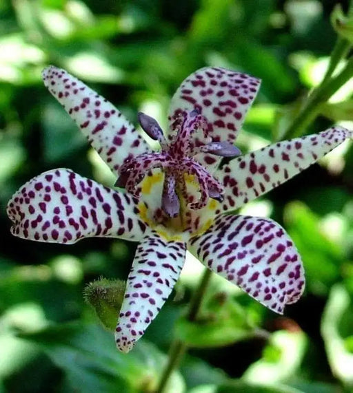 Japanese Toad Lily SEEDS (Tricyrtis Hirta) GREAT FOR SHADE - Caribbean garden seed