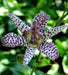 Japanese Toad Lily SEEDS (Tricyrtis Hirta) GREAT FOR SHADE - Caribbean garden seed