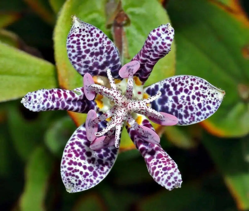 Japanese Toad Lily SEEDS (Tricyrtis Hirta) GREAT FOR SHADE - Caribbean garden seed