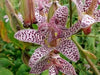 Japanese Toad Lily SEEDS (Tricyrtis Hirta) GREAT FOR SHADE - Caribbean garden seed