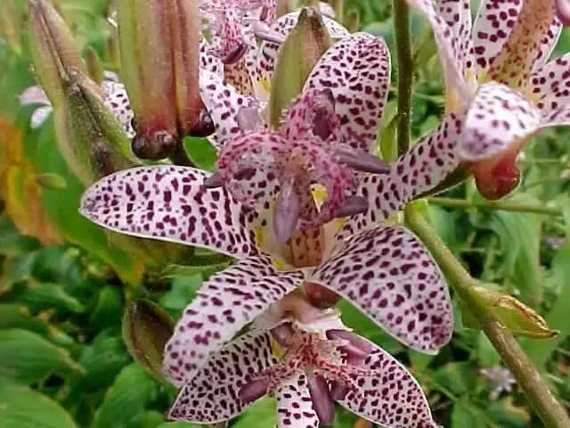 Japanese Toad Lily SEEDS (Tricyrtis Hirta) GREAT FOR SHADE - Caribbean garden seed