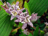 Japanese Toad Lily SEEDS (Tricyrtis Hirta) GREAT FOR SHADE - Caribbean garden seed