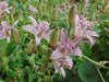 Japanese Toad Lily SEEDS (Tricyrtis Hirta) GREAT FOR SHADE - Caribbean garden seed