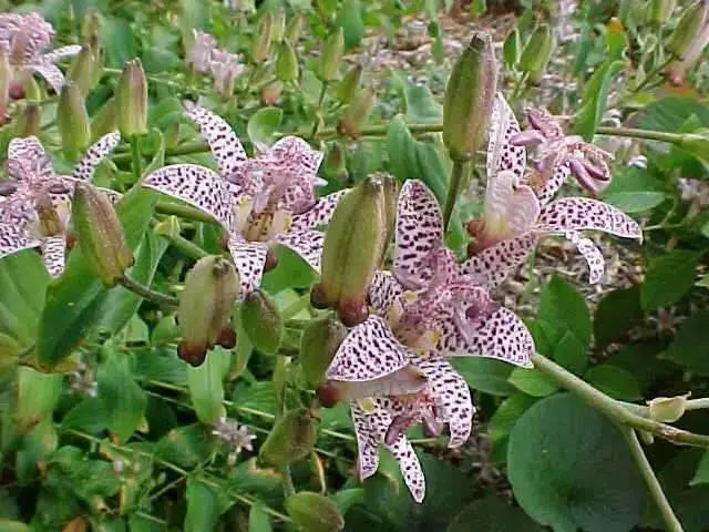 Japanese Toad Lily SEEDS (Tricyrtis Hirta) GREAT FOR SHADE - Caribbean garden seed