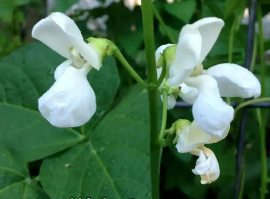 Japanese White Flowering Pole Bean,Shirohana-mame,Asian Vegetable - Caribbean garden seed