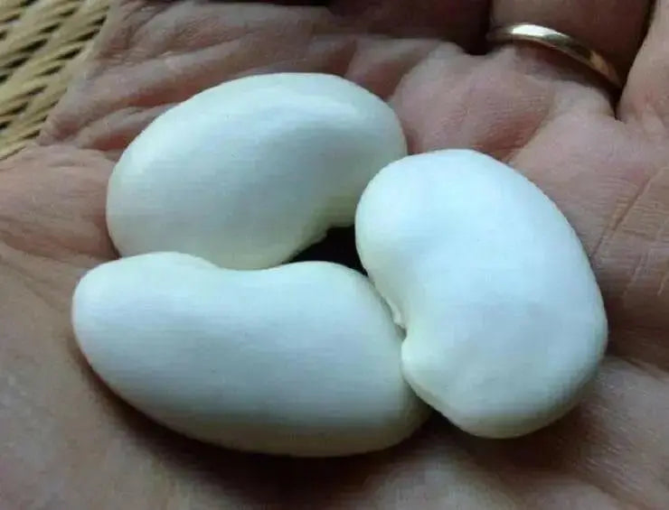 Japanese White Flowering Pole Bean,Shirohana-mame,Asian Vegetable - Caribbean garden seed