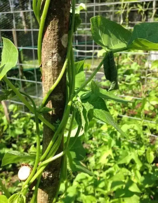 Japanese White Flowering Pole Bean,Shirohana-mame,Asian Vegetable - Caribbean garden seed
