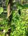 Japanese White Flowering Pole Bean,Shirohana-mame,Asian Vegetable - Caribbean garden seed