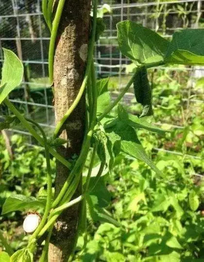 Japanese White Flowering Pole Bean,Shirohana-mame,Asian Vegetable - Caribbean garden seed