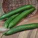 Japanese Long Cucumber  Seeds " Tokiwa" Asian Vegetable - Caribbean garden seed