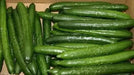 Japanese Long Cucumber  Seeds " Tokiwa" Asian Vegetable - Caribbean garden seed