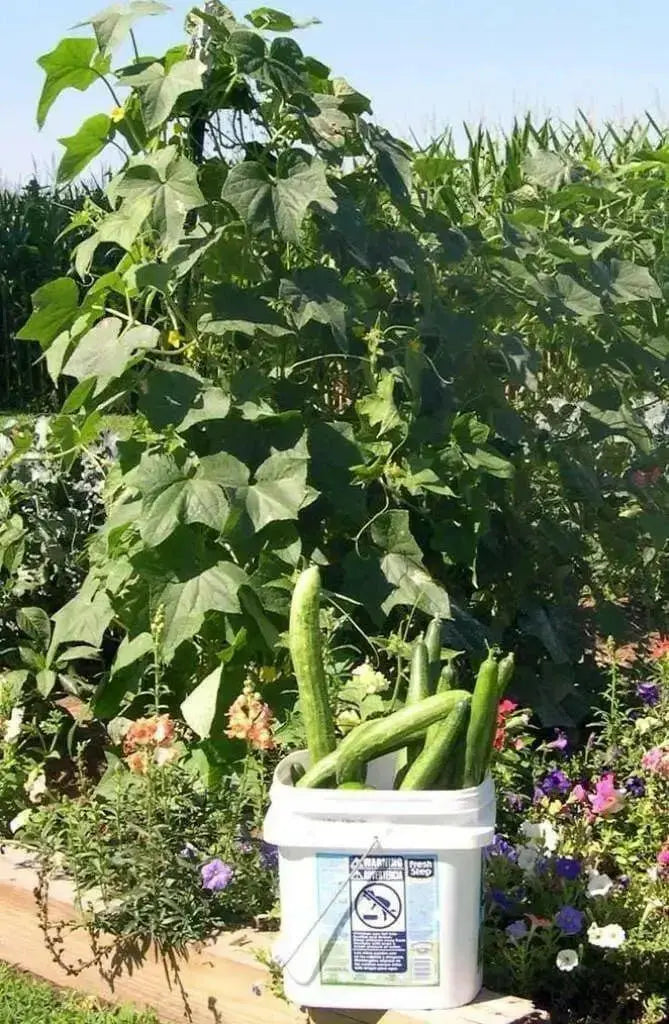 Japanese Long Cucumber  Seeds " Tokiwa" Asian Vegetable - Caribbean garden seed