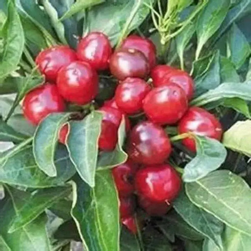 JOE'S ROUND" HOT PEPPER~Seed (Capsicum annuum) - Caribbean garden seed