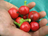 JOE'S ROUND" HOT PEPPER~Seed (Capsicum annuum) - Caribbean garden seed