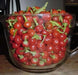 JOE'S ROUND" HOT PEPPER~Seed (Capsicum annuum) - Caribbean garden seed