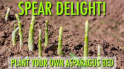 Jersey Supreme Asparagus (BareRoot Plants), PERENNIAL Vegetable - Caribbean garden seed