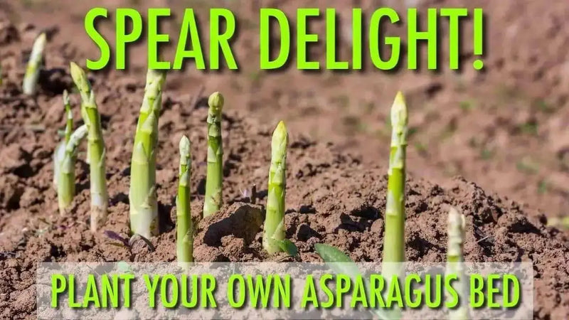 Jersey Supreme Asparagus (BareRoot Plants), PERENNIAL Vegetable - Caribbean garden seed