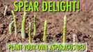 Jersey Supreme Asparagus (BareRoot Plants), PERENNIAL Vegetable - Caribbean garden seed