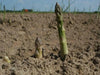 Jersey Supreme Asparagus (BareRoot Plants), PERENNIAL Vegetable - Caribbean garden seed