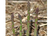 Jersey Supreme Asparagus (BareRoot Plants), PERENNIAL Vegetable - Caribbean garden seed