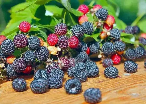 Jewel Black RASPBERRY( 1YR STARTER Plant ) PERENNIAL SHRUB - Caribbean garden seed