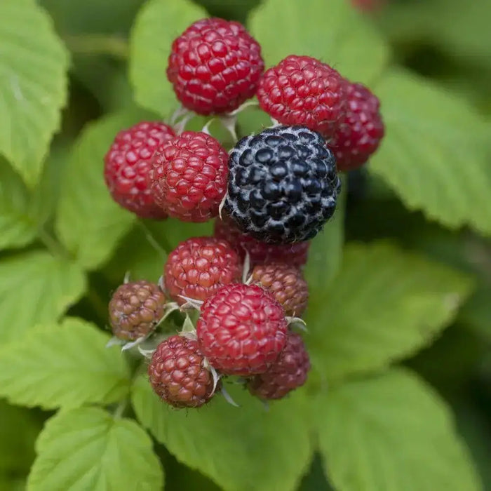 Jewel Black RASPBERRY( 1YR STARTER Plant ) PERENNIAL SHRUB - Caribbean garden seed