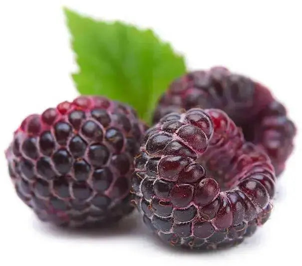 Jewel Black RASPBERRY( 1YR STARTER Plant ) PERENNIAL SHRUB - Caribbean garden seed