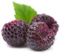Jewel Black RASPBERRY( 1YR STARTER Plant ) PERENNIAL SHRUB - Caribbean garden seed