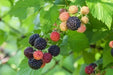 Jewel Black RASPBERRY( 1YR STARTER Plant ) PERENNIAL SHRUB - Caribbean garden seed