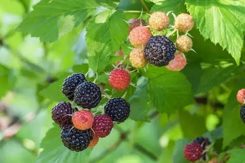 Jewel Black RASPBERRY( 1YR STARTER Plant ) PERENNIAL SHRUB - Caribbean garden seed