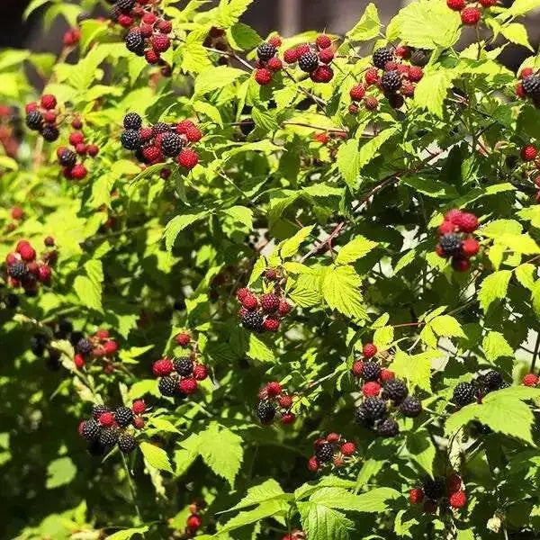 Jewel Black RASPBERRY( 1YR STARTER Plant ) PERENNIAL SHRUB - Caribbean garden seed