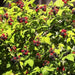 Jewel Black RASPBERRY( 1YR STARTER Plant ) PERENNIAL SHRUB - Caribbean garden seed