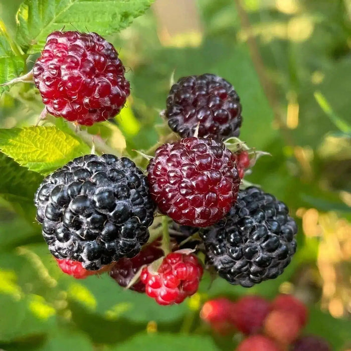 Jewel Black RASPBERRY( 1YR STARTER Plant ) PERENNIAL SHRUB - Caribbean garden seed