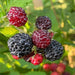 Jewel Black RASPBERRY( 1YR STARTER Plant ) PERENNIAL SHRUB - Caribbean garden seed