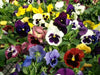 Johnny Jump-up seeds ( Viola Tricolor) edible flowers ! - Caribbean garden seed