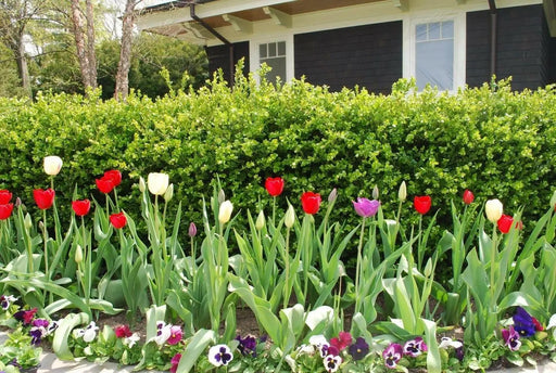 Johnny Jump-up seeds ( Viola Tricolor) edible flowers ! - Caribbean garden seed