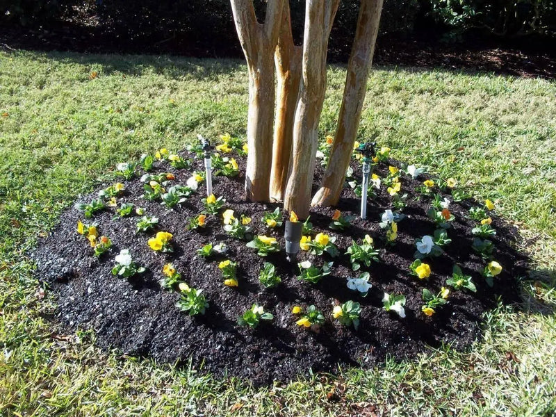Johnny Jump-up seeds ( Viola Tricolor) edible flowers ! - Caribbean garden seed