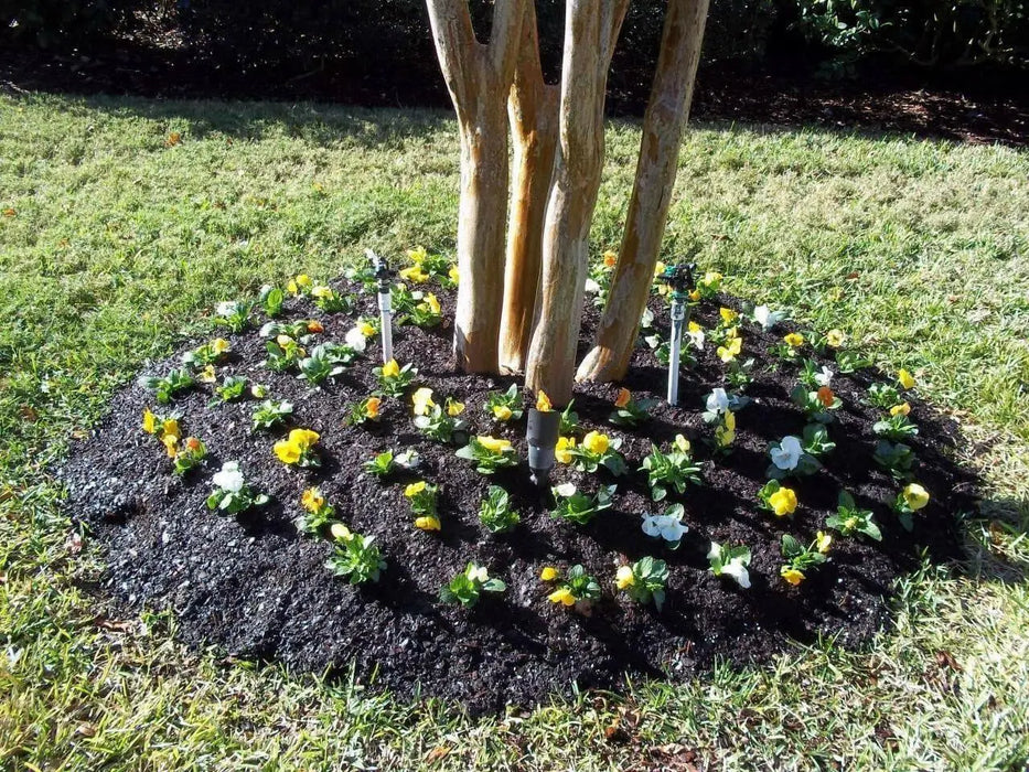 Johnny Jump-up seeds ( Viola Tricolor) edible flowers ! - Caribbean garden seed