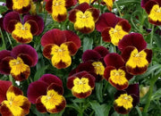 Johnny Jump-up seeds ( Viola Tricolor) edible flowers ! - Caribbean garden seed
