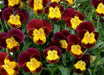 Johnny Jump-up seeds ( Viola Tricolor) edible flowers ! - Caribbean garden seed