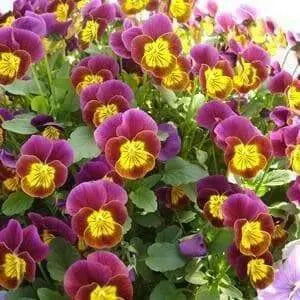 Johnny Jump-up seeds ( Viola Tricolor) edible flowers ! - Caribbean garden seed