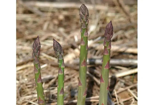 Jersey Giant Asparagus Crown, perennial Garden Vegetable - Caribbean garden seed