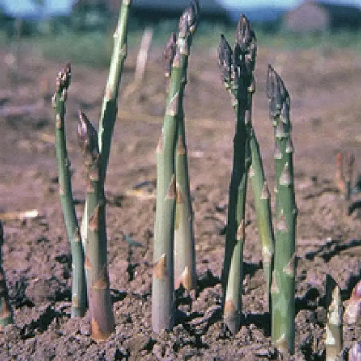 Jersey Giant Asparagus Crown, perennial Garden Vegetable - Caribbean garden seed