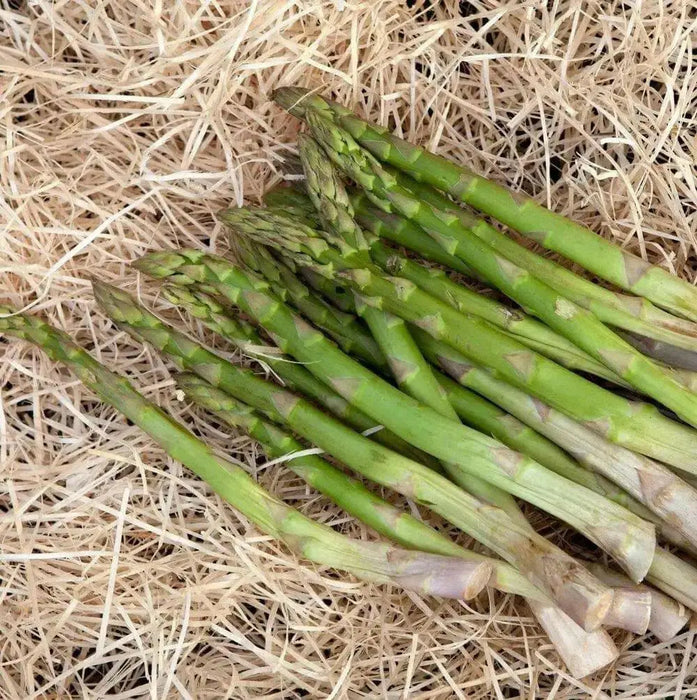 Jersey Giant Asparagus Crown, perennial Garden Vegetable - Caribbean garden seed