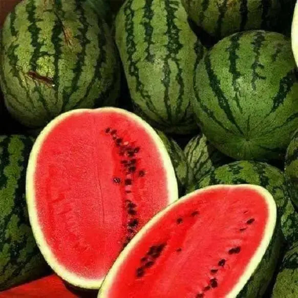 Jubilee  Watermelon Seeds, 25-40 lbs FRUIT, Open Pollinated - Caribbean garden seed